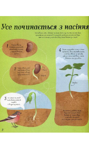 Усе починається з насіння… як росте їжа
