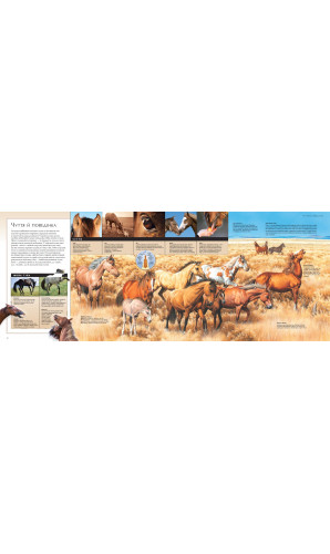 Коні. Походження та характеристики 100 порід коней зі всього світу