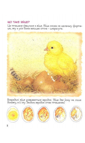 Хто вилупився з яйця? Дивовижний світ тварин