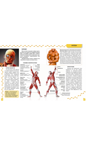 Енциклопедія для допитливих: Про тіло людини
