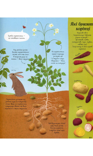 Усе починається з насіння… як росте їжа