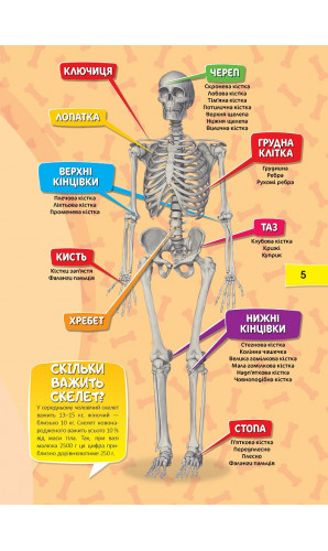 Тіло людини (Перша шкільна енциклопедія)